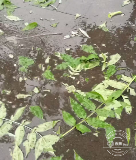 首页 延边站 城事 在街道上,随处可见的残枝落叶.