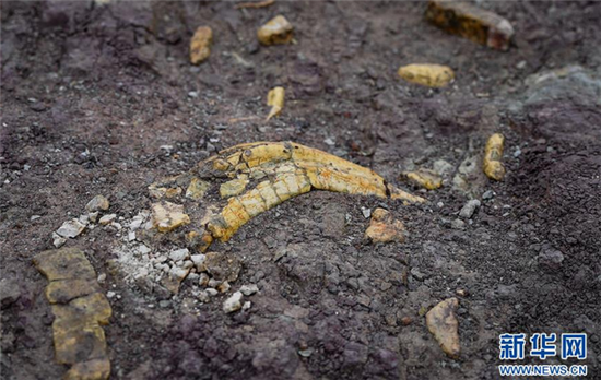 吉林延吉龙山恐龙化石群进行系统发掘