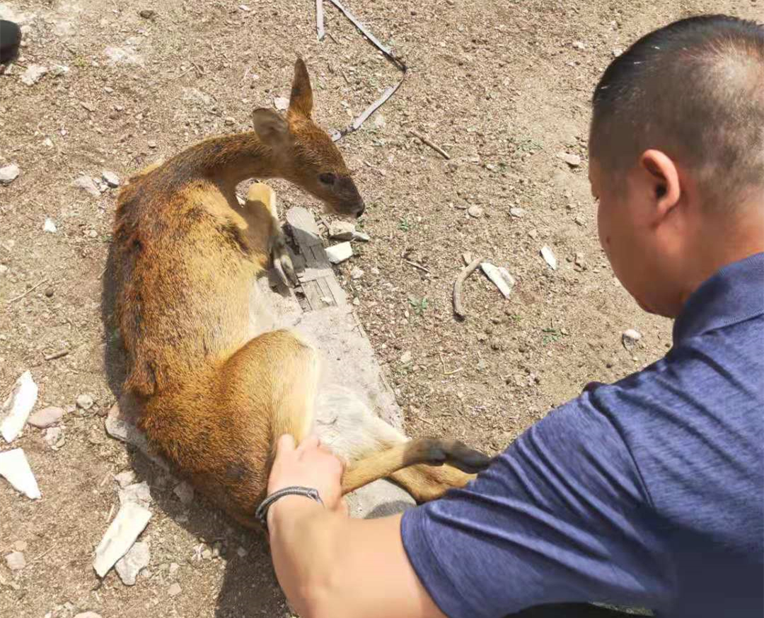 安图县林业局与群众合力救助“野生獐”.jpg