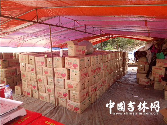 每个帐篷里都摆满了装有苹果梨的箱子.jpg