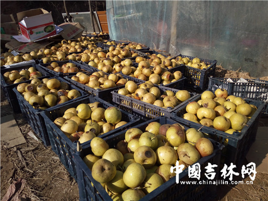 销售不及时，很多苹果梨开始腐烂.jpg