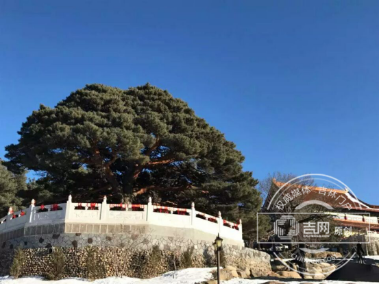 千年松